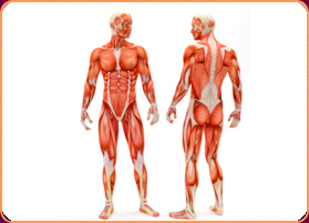 muscular-structure-core-instability